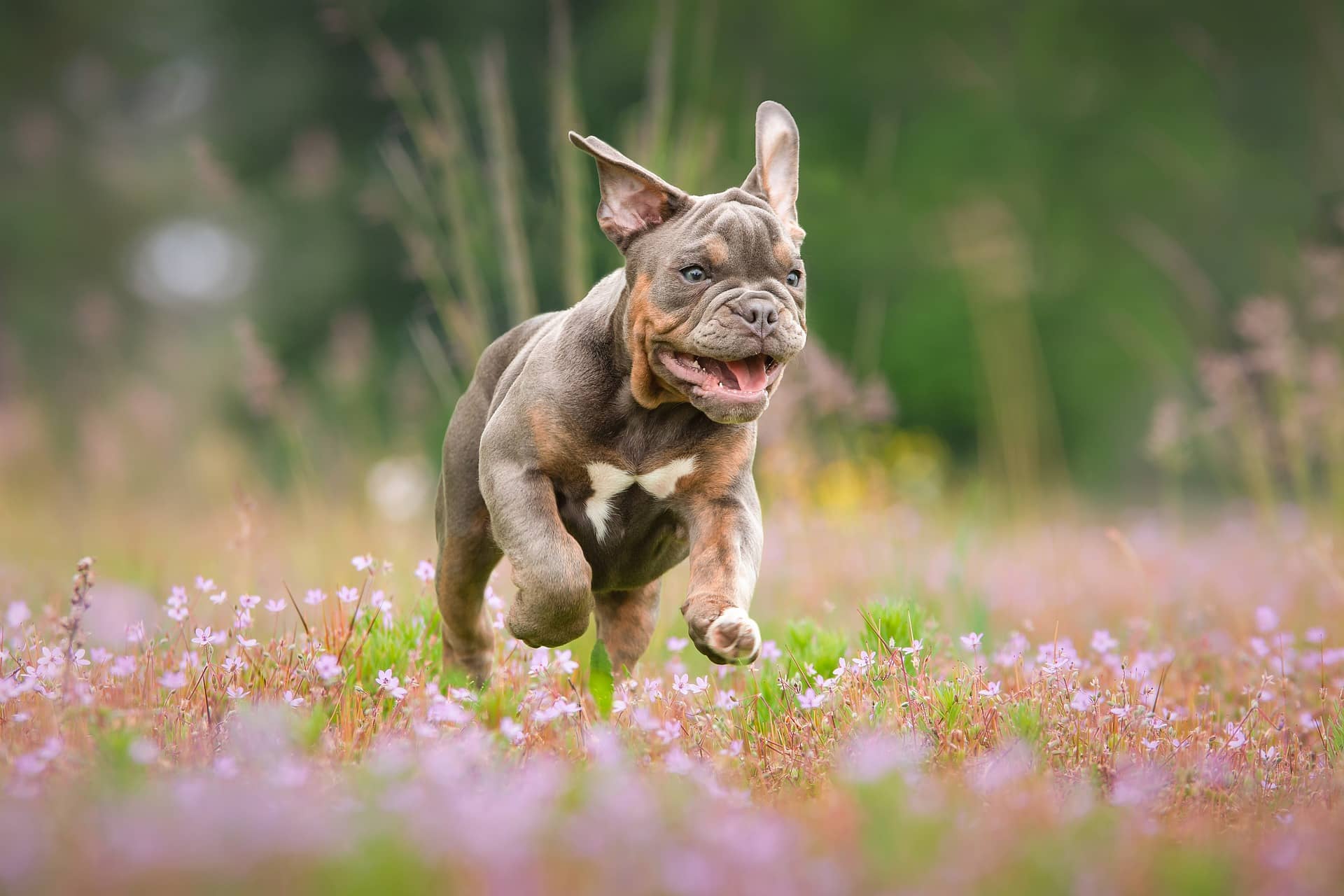 Bulldoggenwelpe springt durch eine Wiese