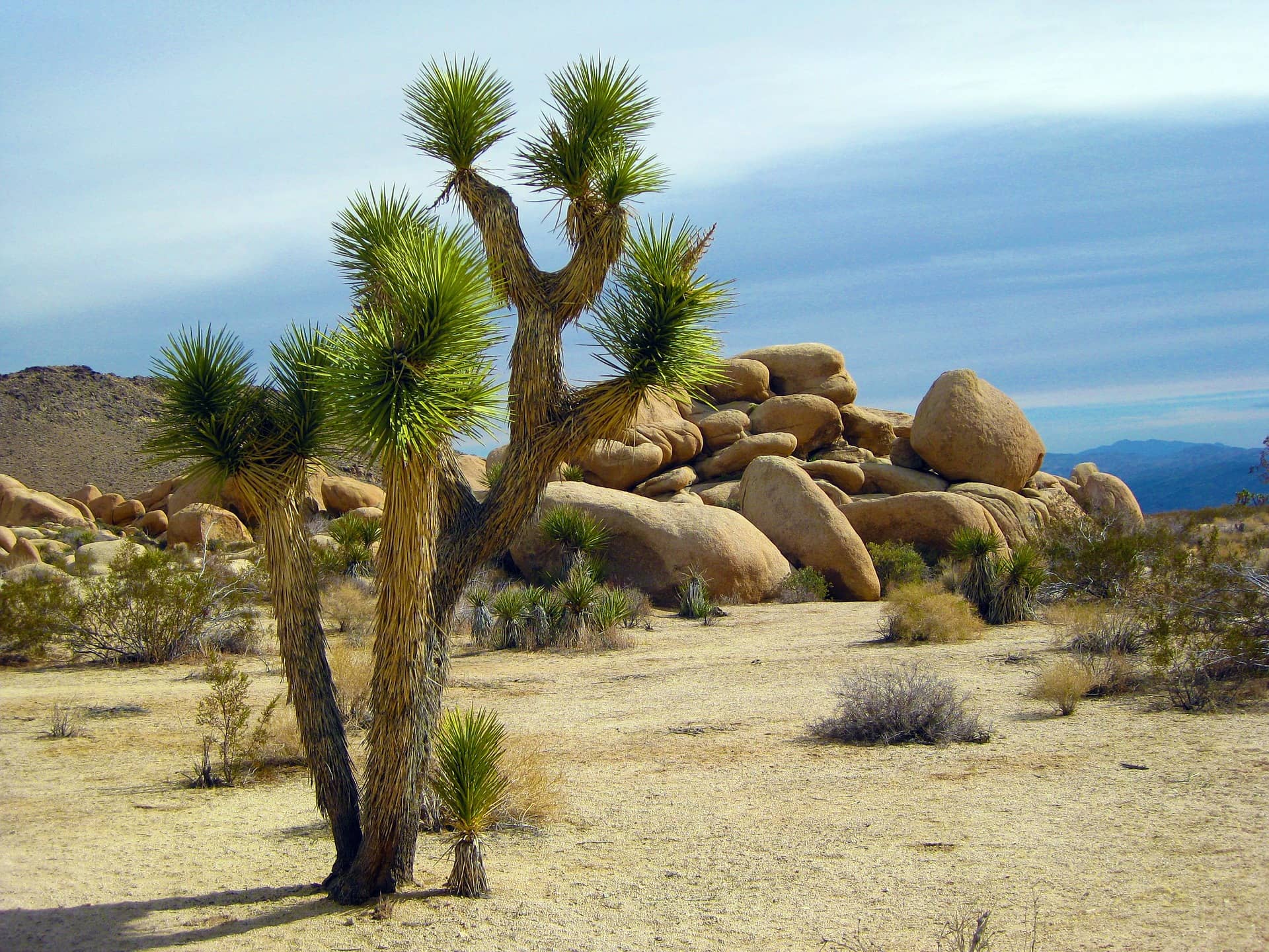 Yucca-Palme in der Wüste