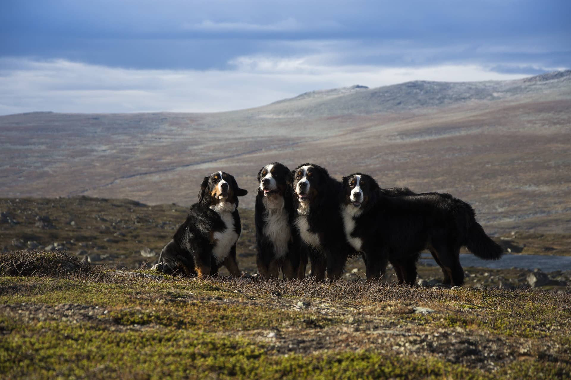 Vier Berner Sennenhunde in den Bergen