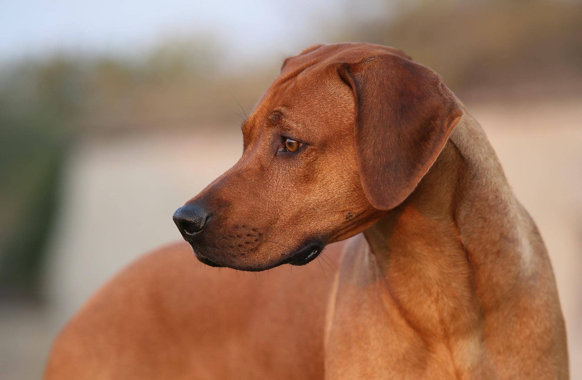 Ein junger Ridgeback mit makellosem Fell