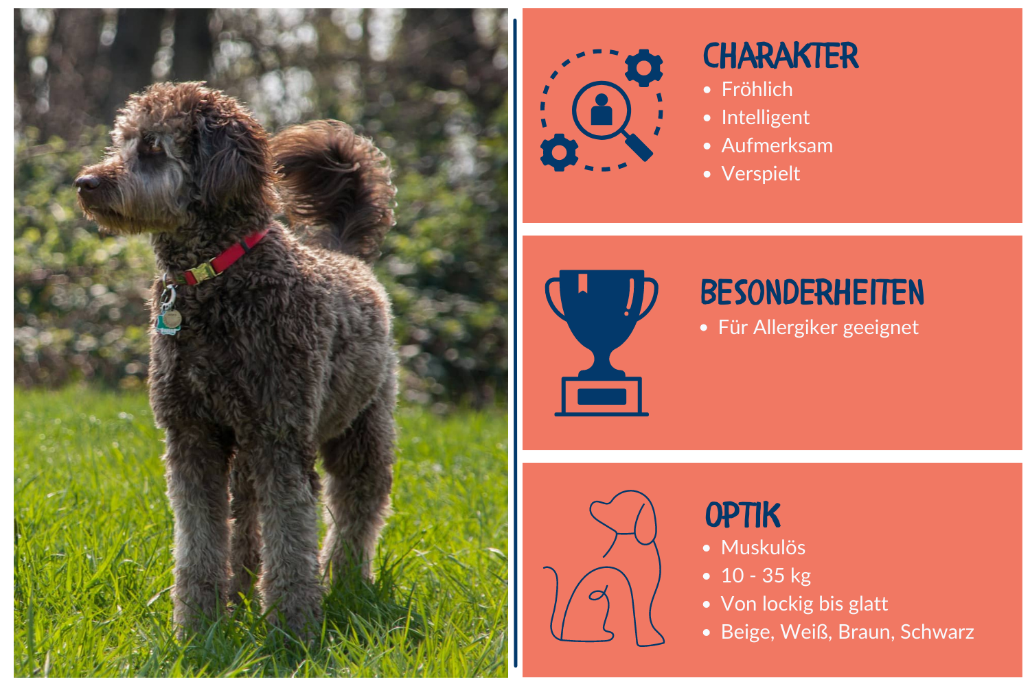 Steckbrief Labradoodle