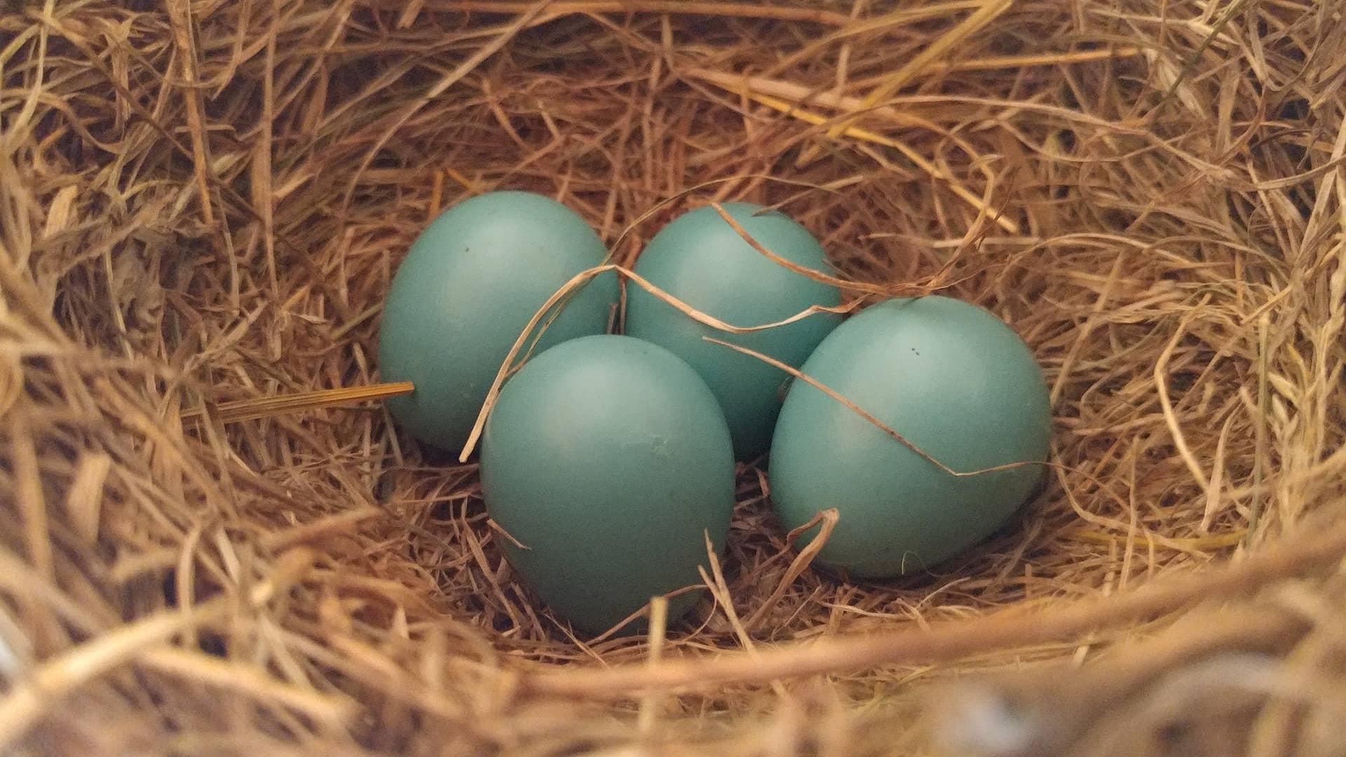 4 grüne Araucana Eier im Nest