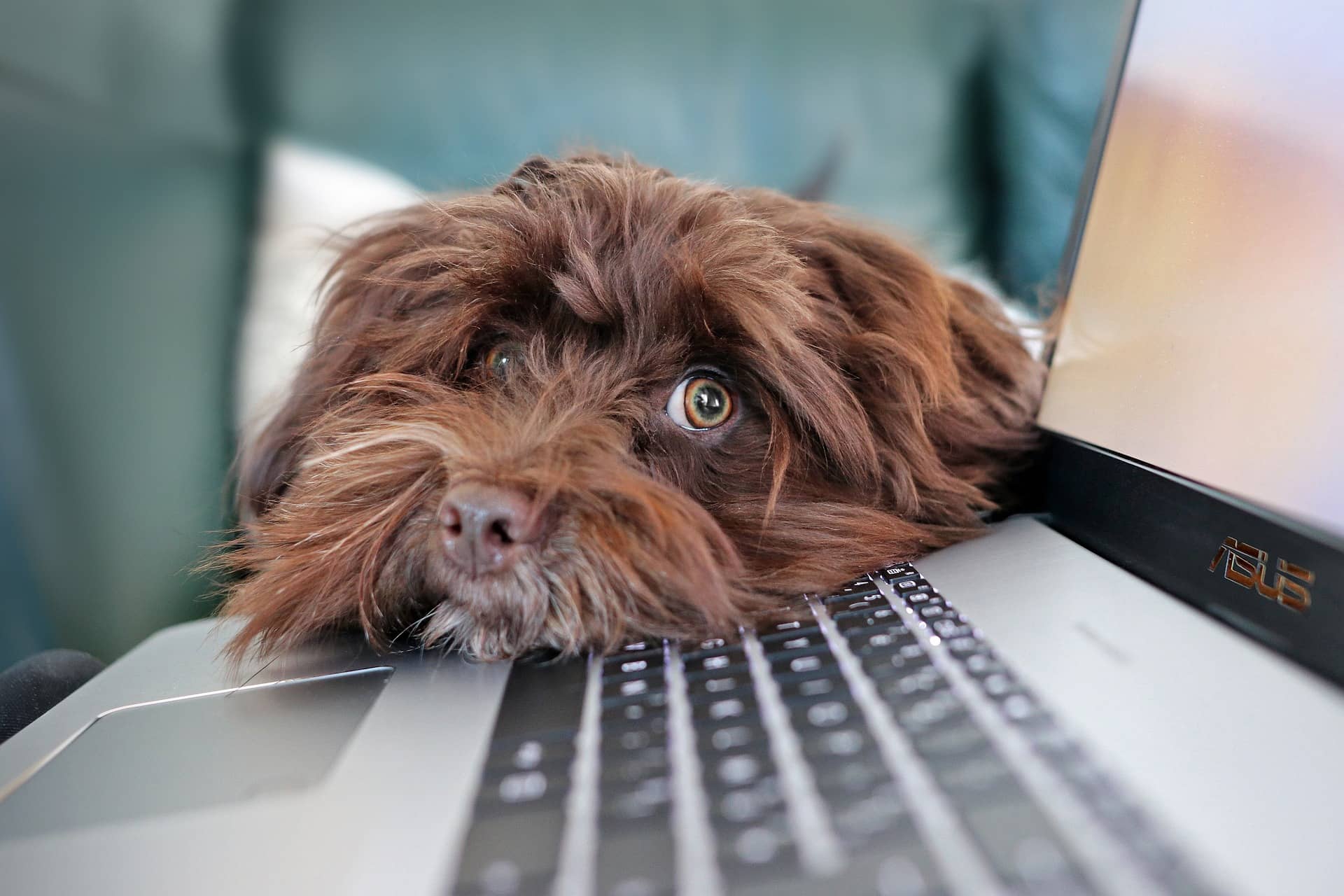 Hund liegt mit seinem Kopf auf einem Laptop 