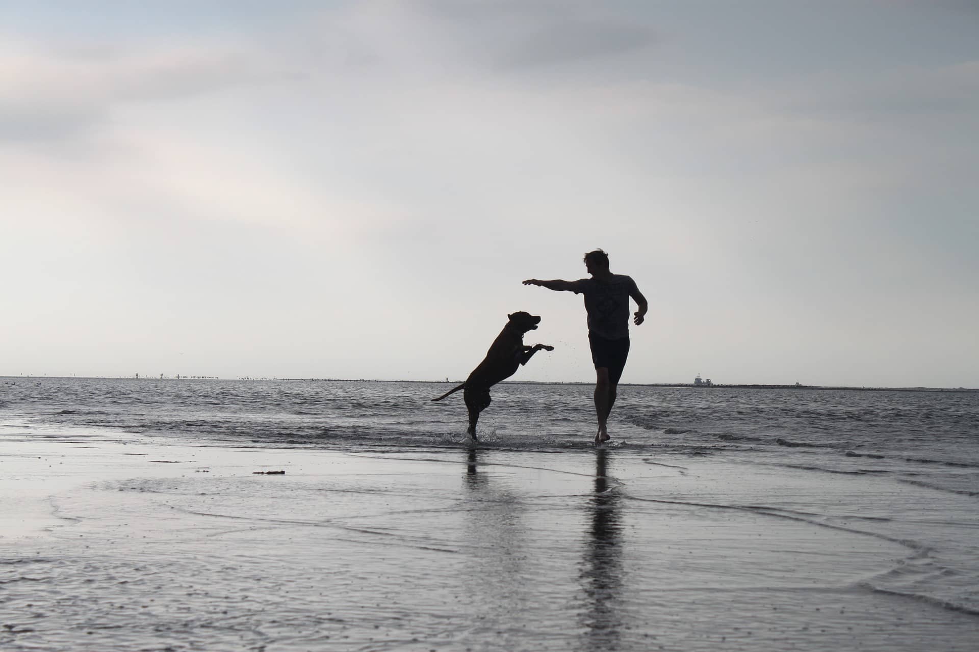 Hund und Mensch spielen zusammen in der Abendsonne am Strand
