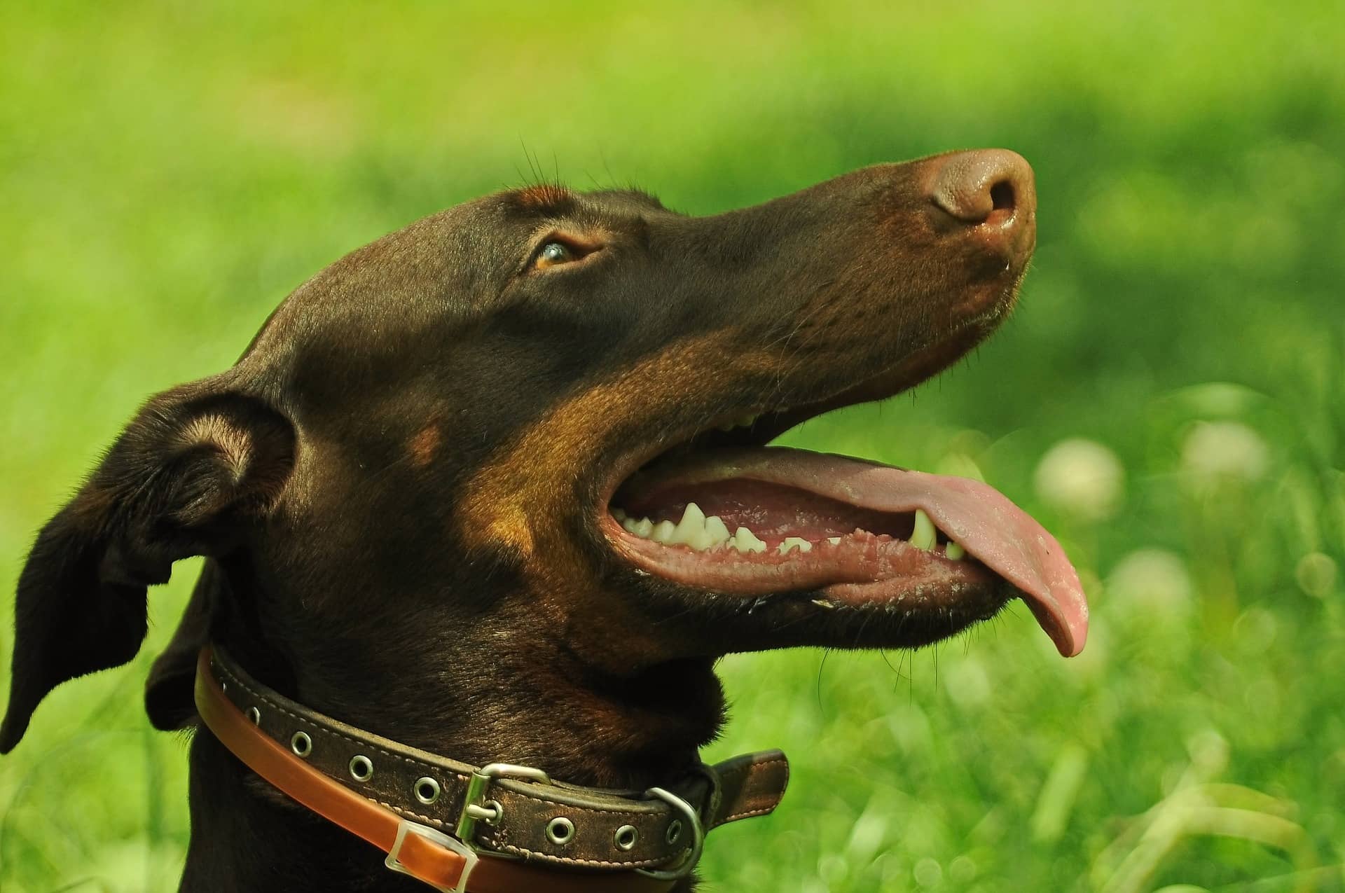 Dobermann mit Schlappohren vor grüner Wiese