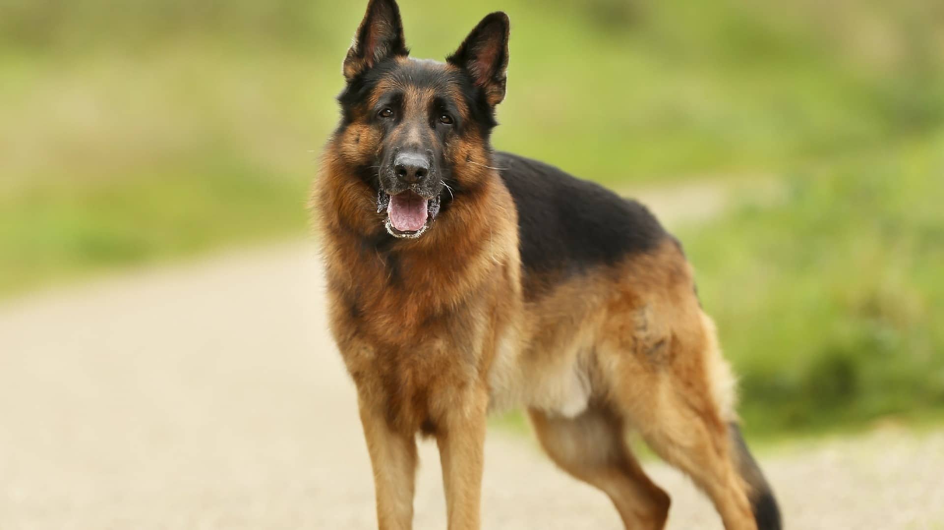 Altdeutscher Schäferhund vor grüner Wiese