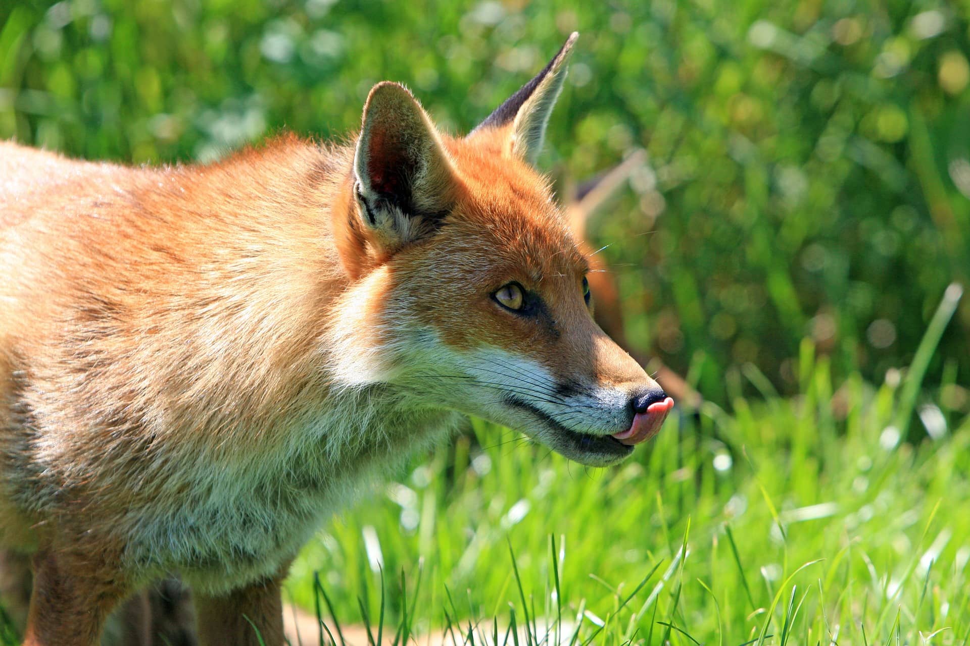 Fuchs leckt sich durch den Mund