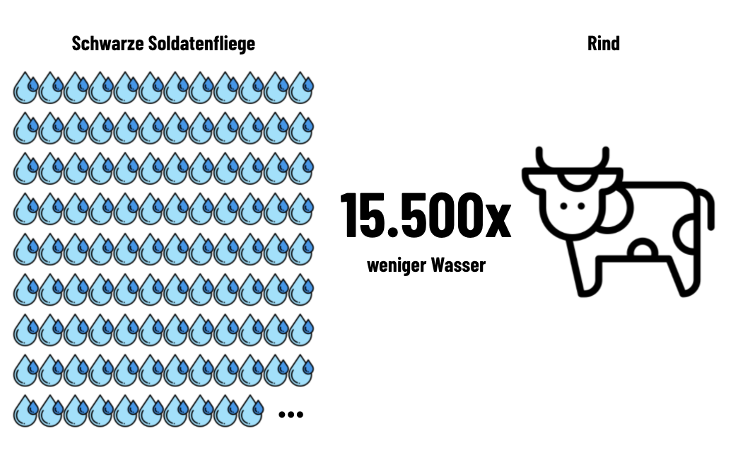Wasserverbrauch von Insekten zu Rind: Faktor 15500