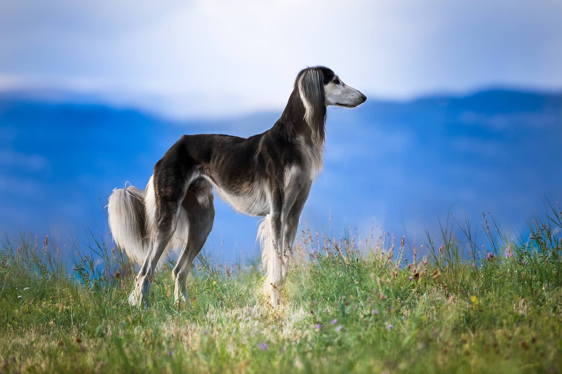 Windhund mit langem Fell steht in der Natur