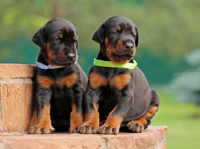 Zwei Dobermann Welpen mit Halsbändern