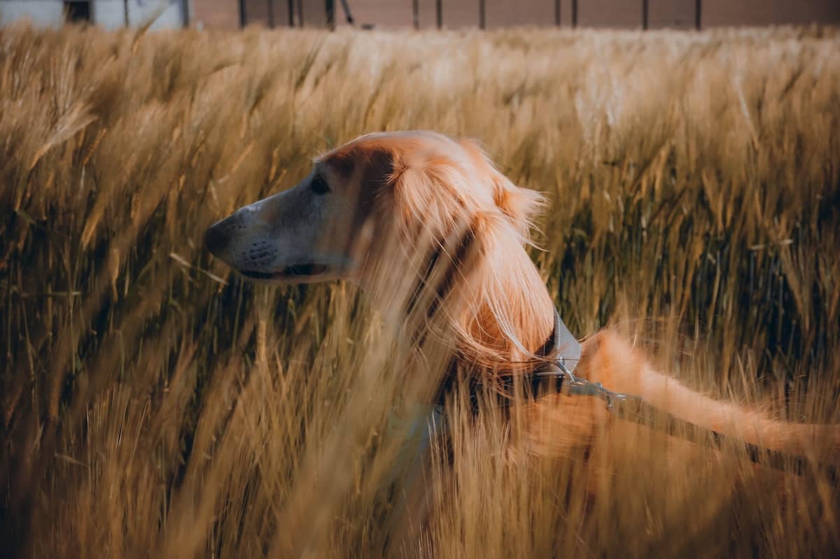 Ein Hund steht im Kornfeld