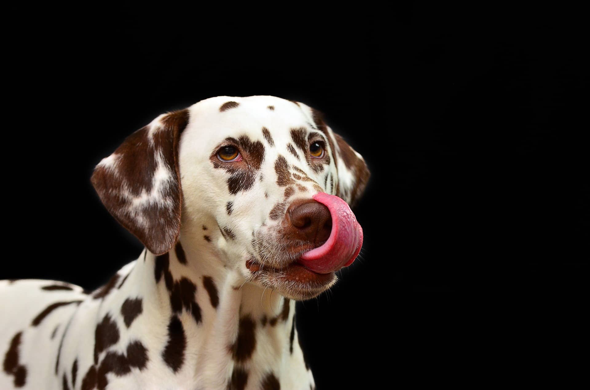 Dalmatiner schleckt sich über die Schnauze