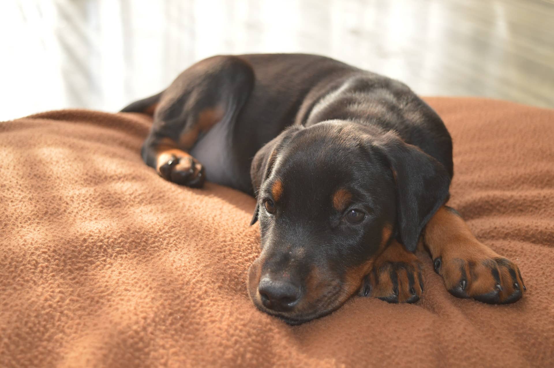 Dobermann Welpe liegt auf orangener Decker