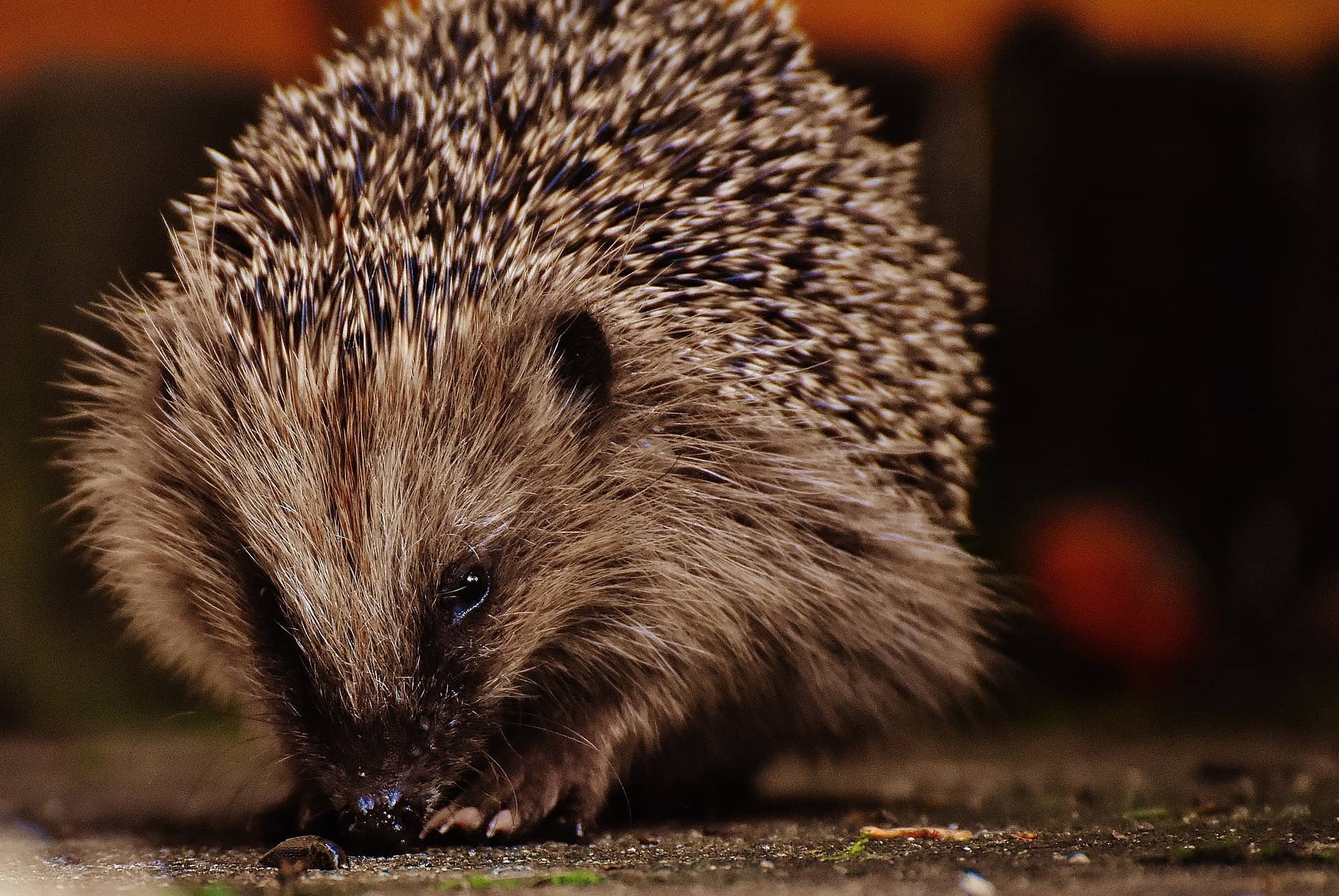 Igel knabbert an etwas auf braunem Boden