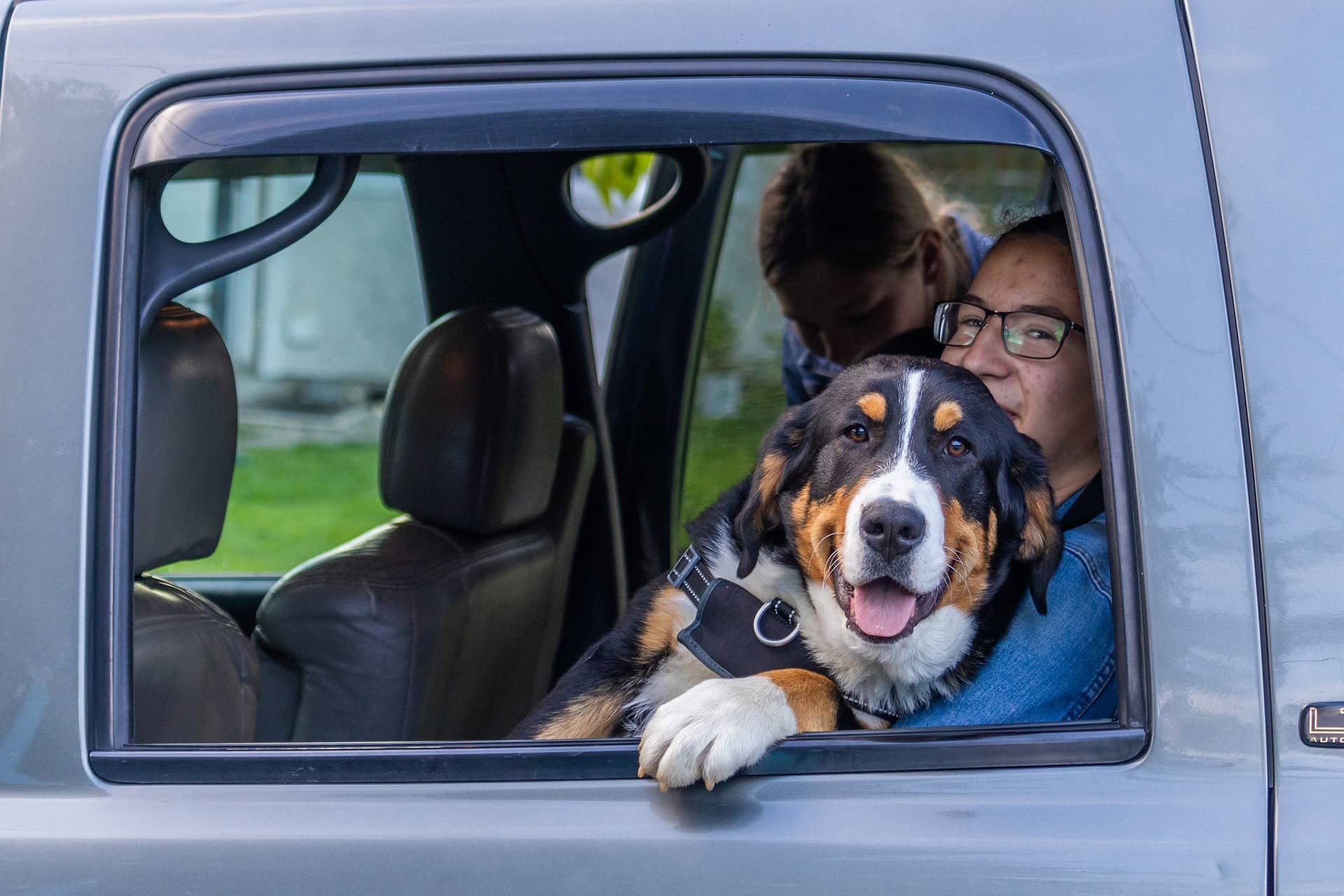Frau und Berner Sennenhund gucken aus Autofenster