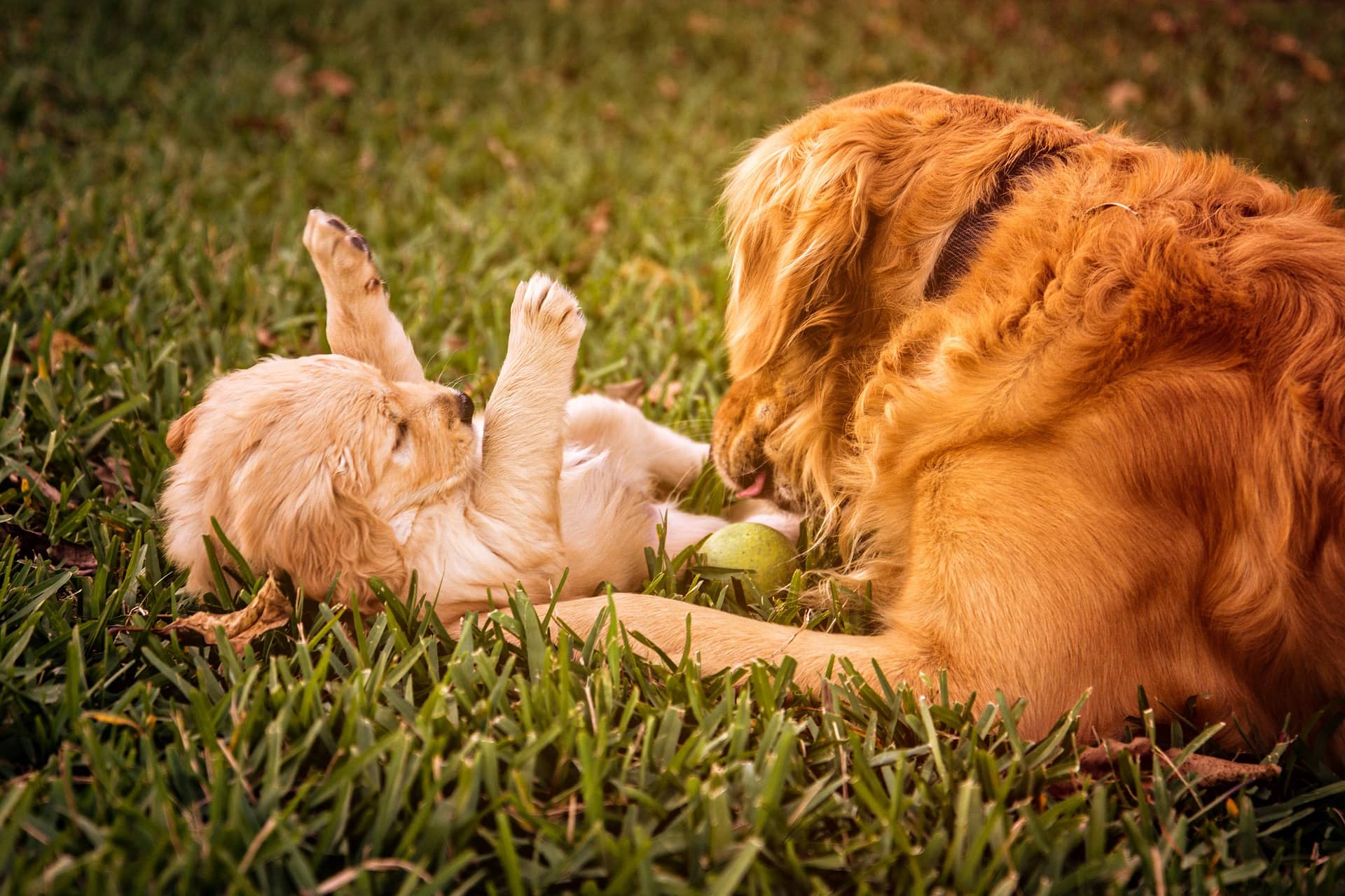 Golden Retriever mit liebt mit einem Welpen auf der grünen Wiese