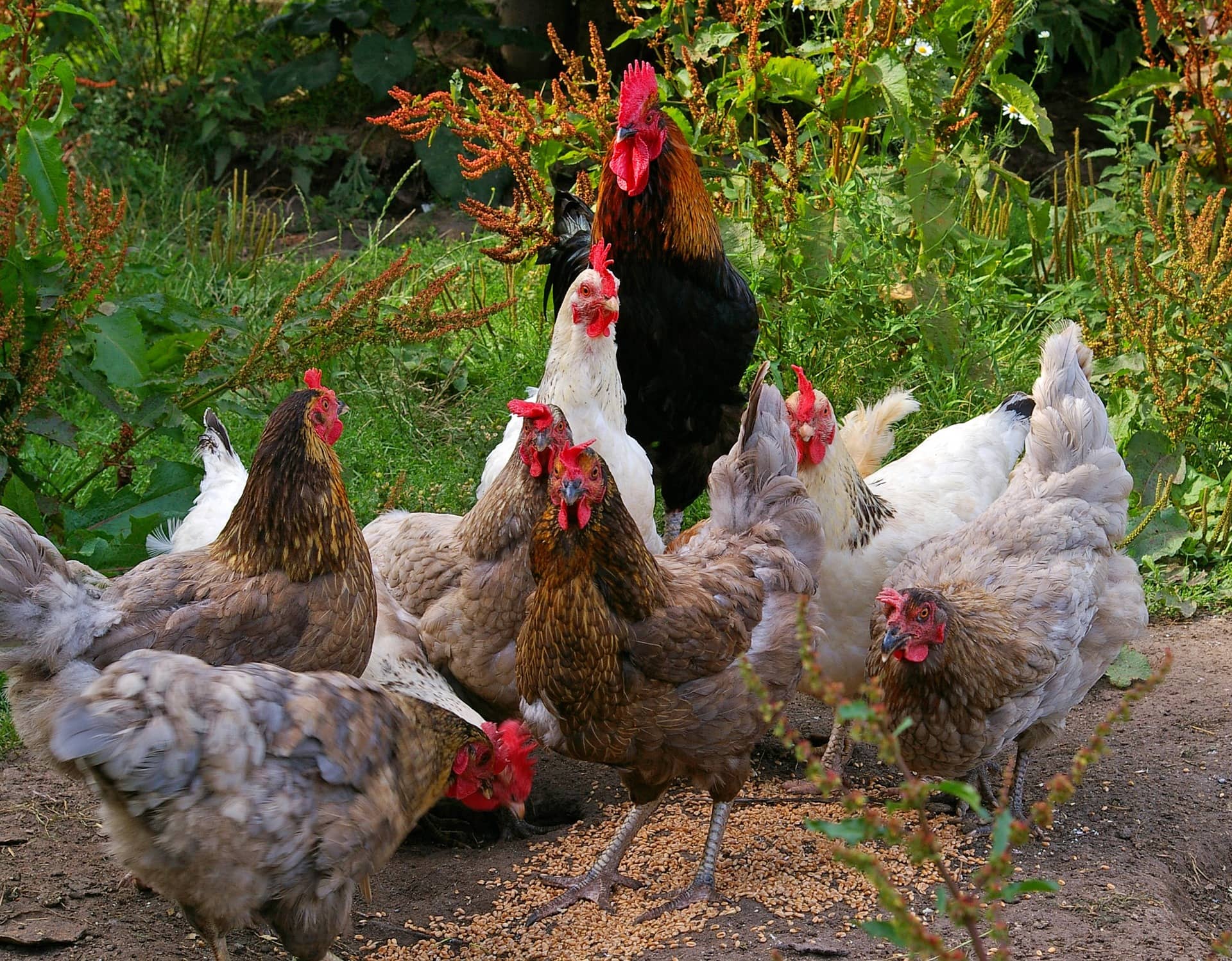 6 Hennen und 1 Hahn stehen im Freilauf 