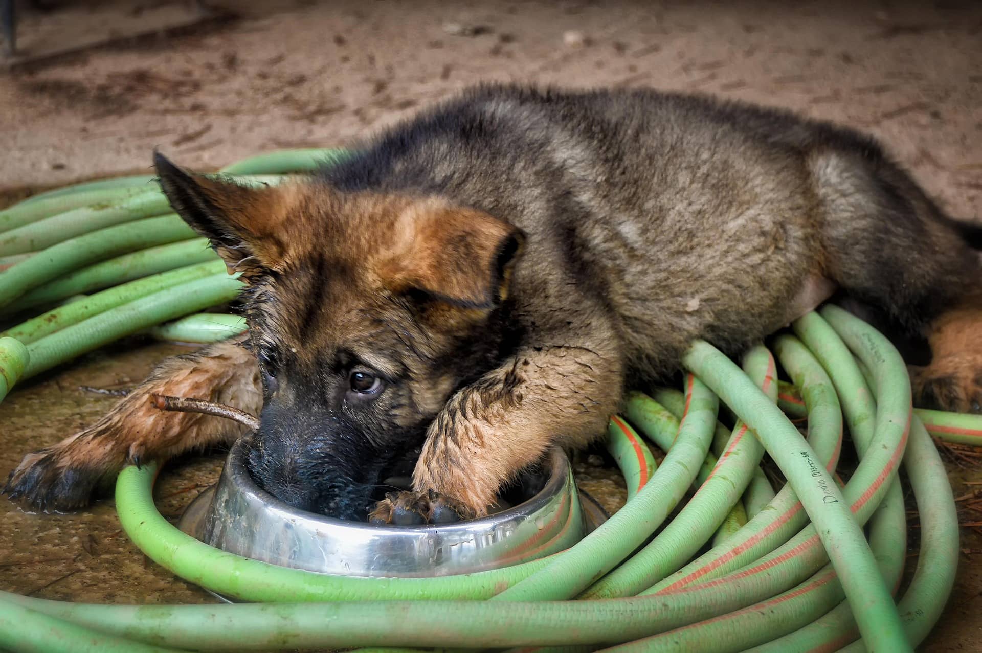 Altdeutscher Schäferhund Welpe