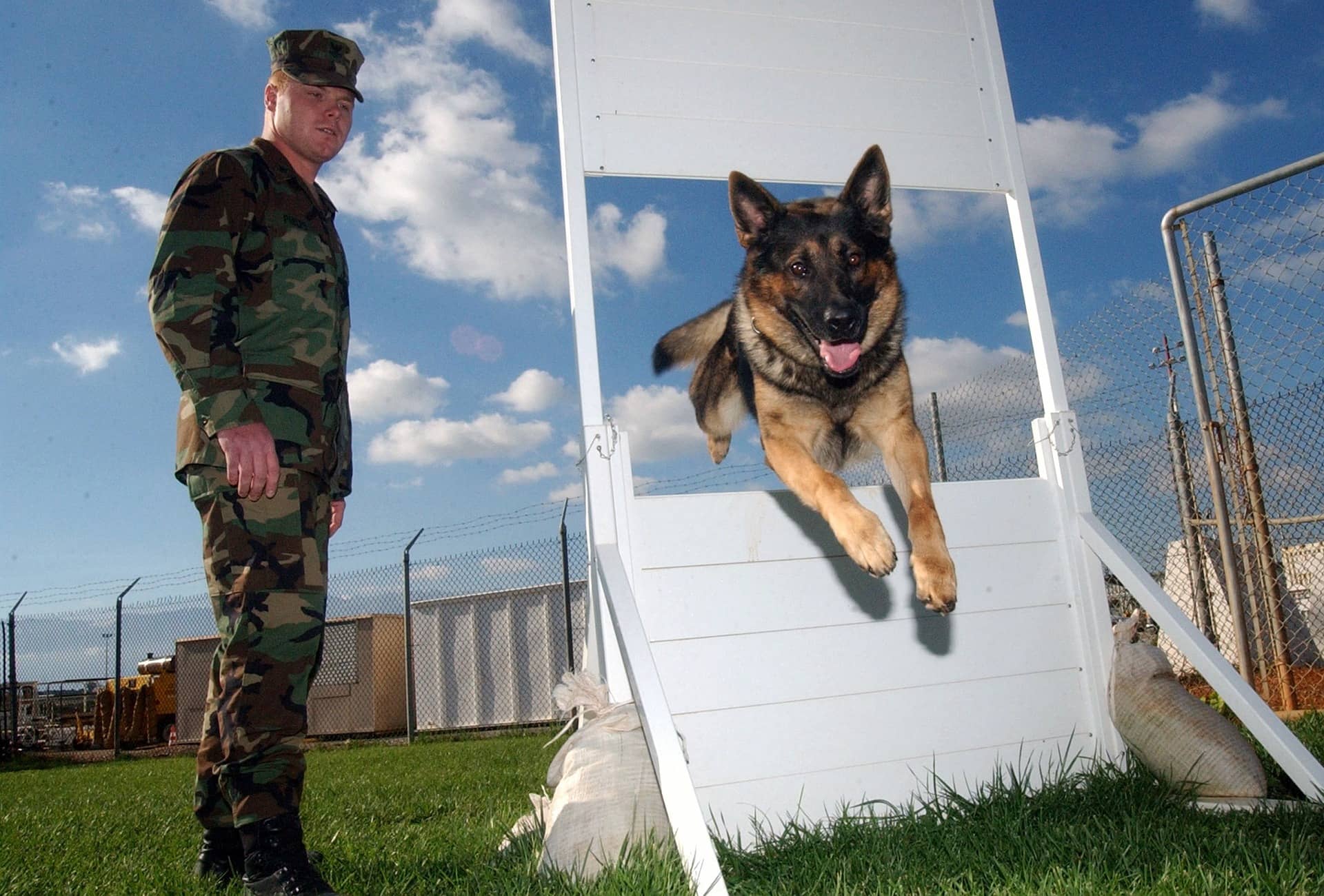 Altdeutscher Schäferhund springt durch Hinternis