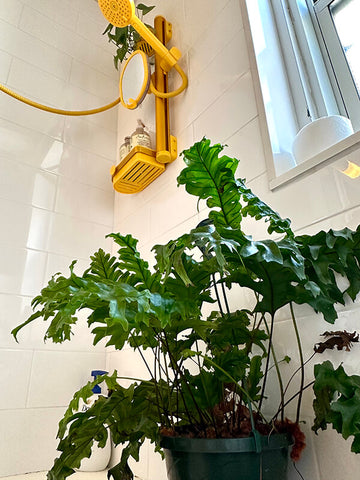 roominbloomnyc recommendation fern for sproos! shower