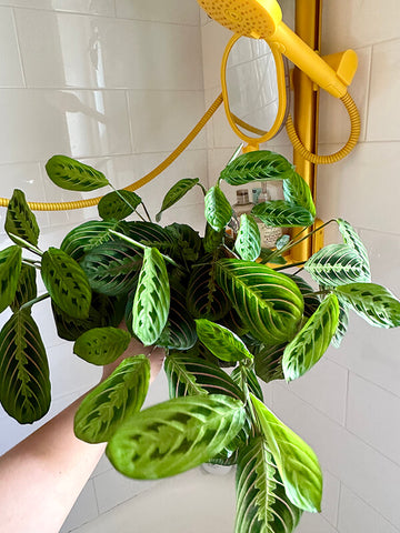 roominbloomnyc recommendation prayer plant for sproos! shower