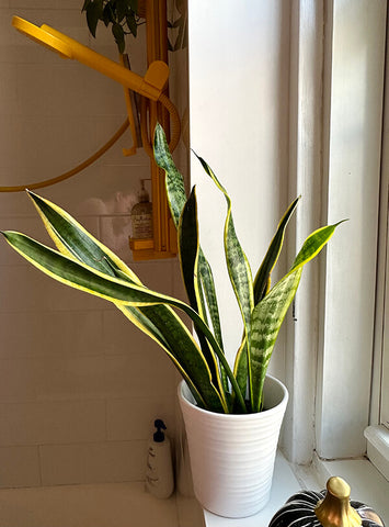 roominbloomnyc recommendation snake plant for sproos! shower