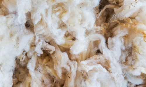 harvested wool