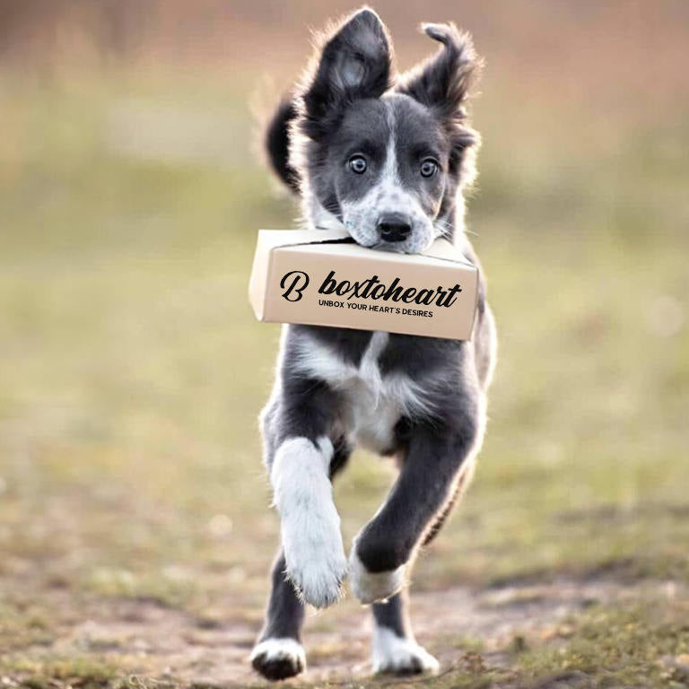 a dog carry a package box