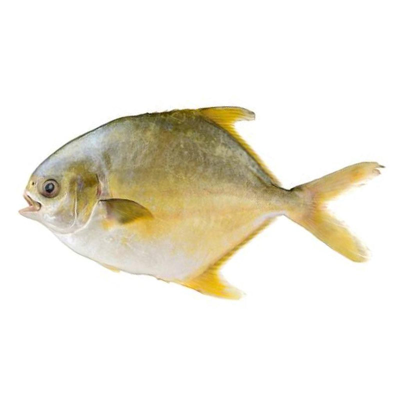 where to buy fresh pompano fish near me