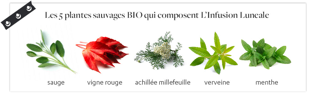 Composition de l'infusion BIO Luneale contre les douleurs de règles