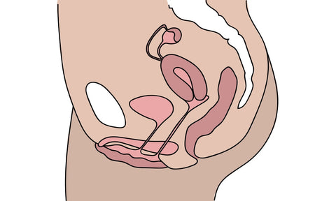 Diagramm Uterus antevers