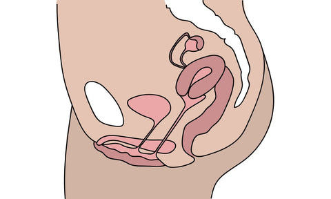 Retrovertiertes Uterus-Diagramm