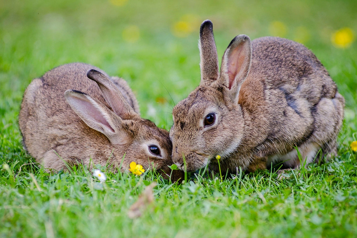 Hipp und Hopp, die Osterhasen - Eine Bewegungsgeschichte zum mitmachen