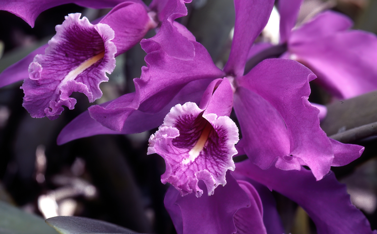 orquídea en violeta