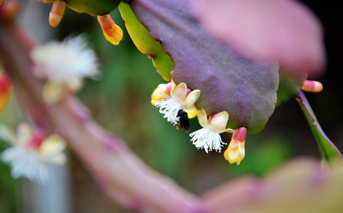 Cactus Flower White