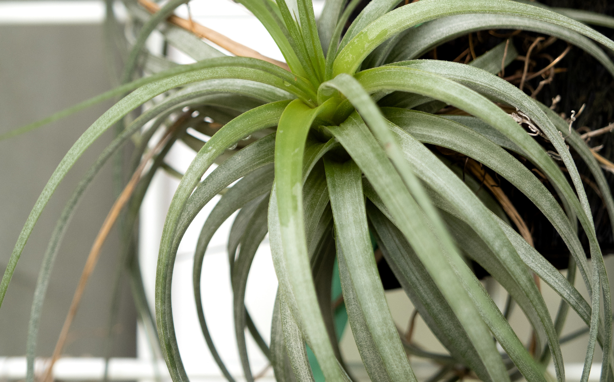 air plants