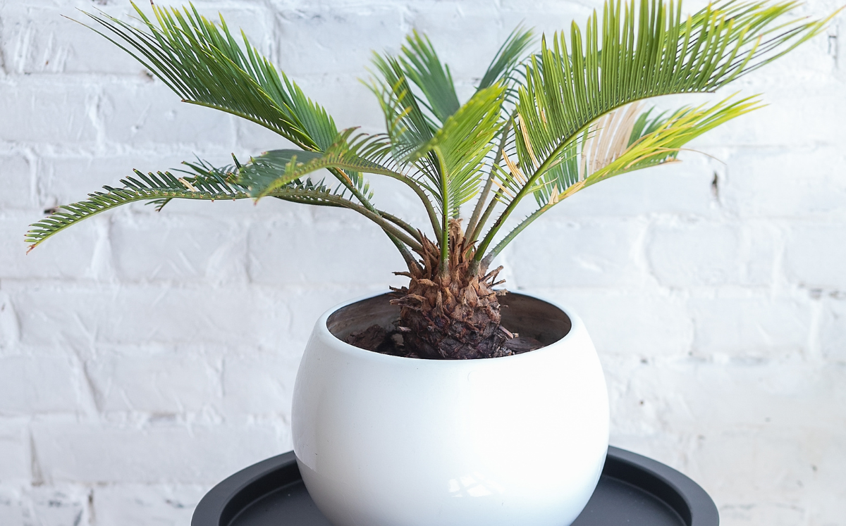 Dwarf date palm