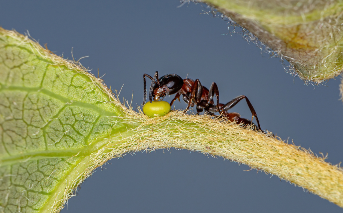 Beneficial insects on extrafloral nectaries