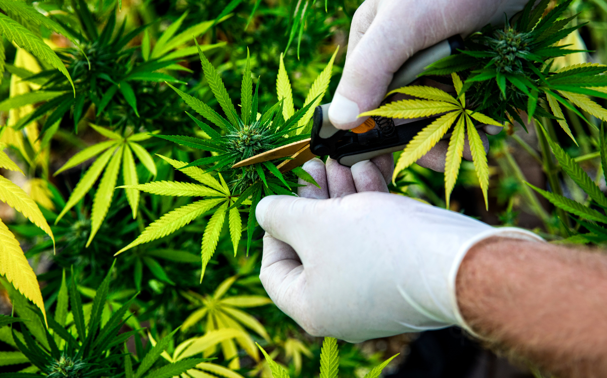 Vergilbte Blätter der Cannabis-Pflanze