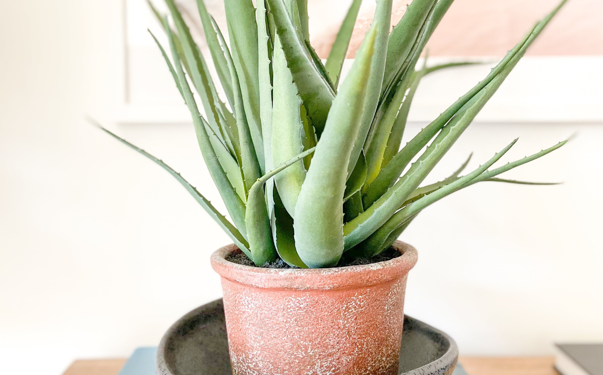 aloe vera auténtico