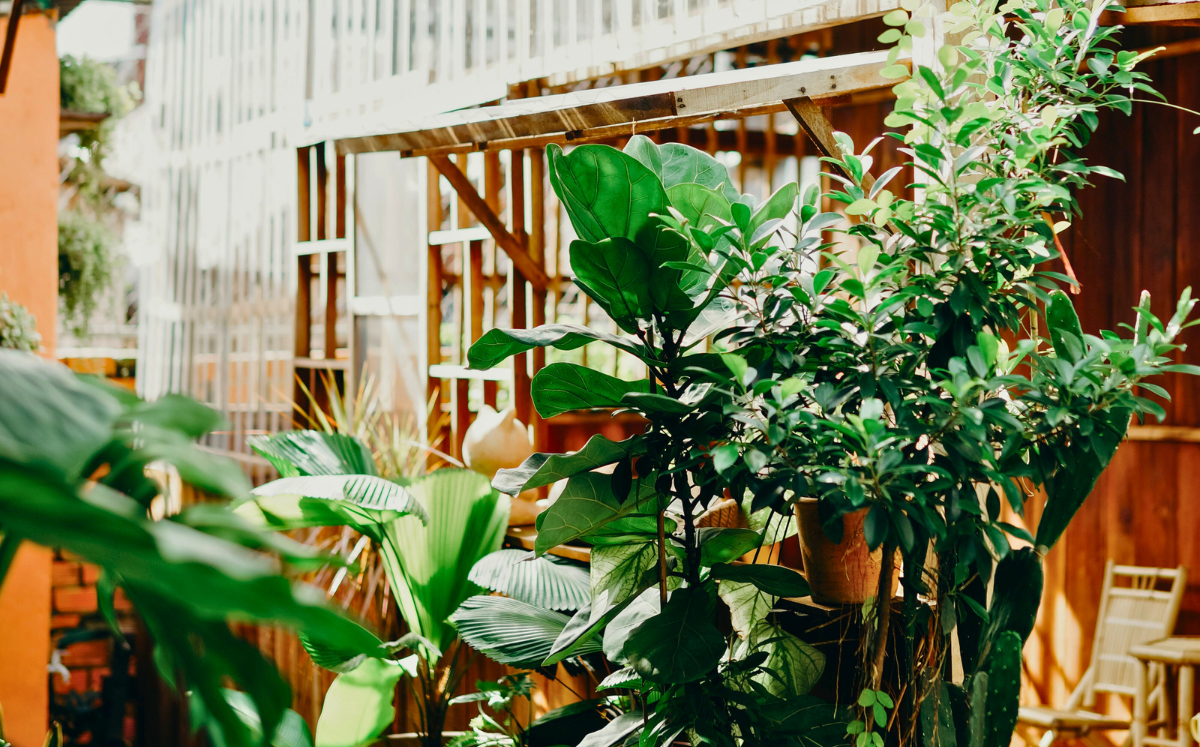 Tiendas de plantas en Frankfurt