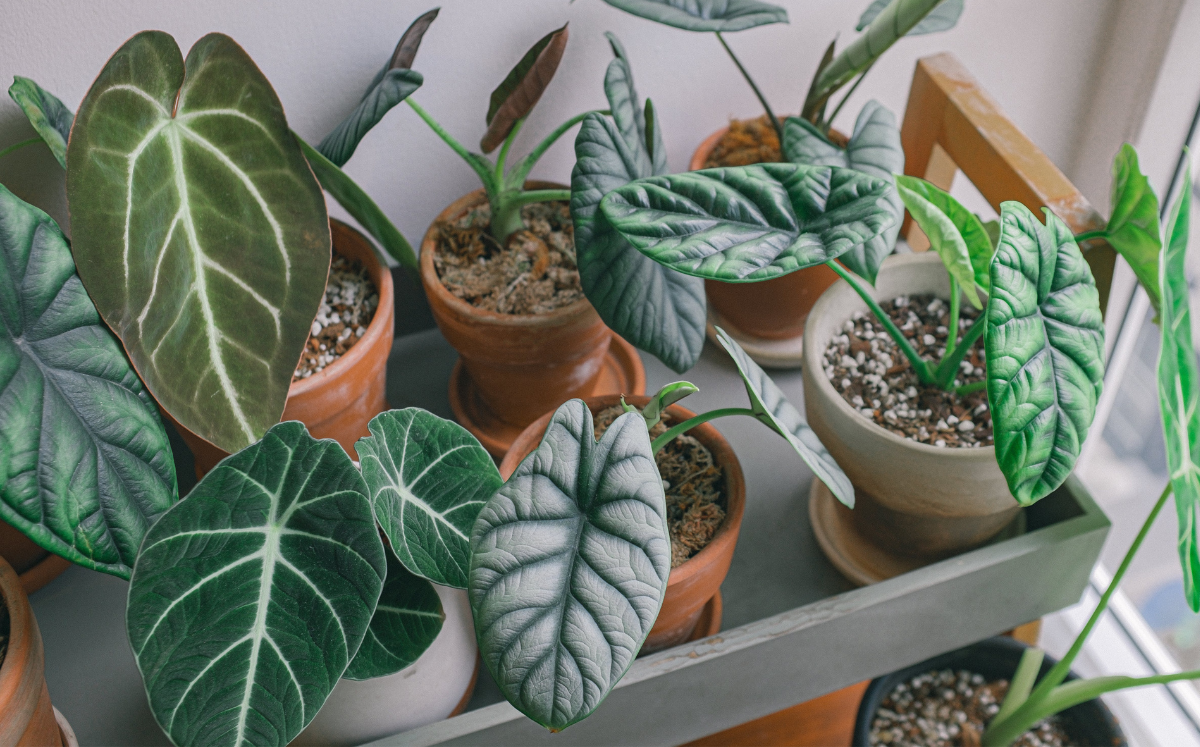 Alocasia baginda – dragon scale, silver dragon & green dragon