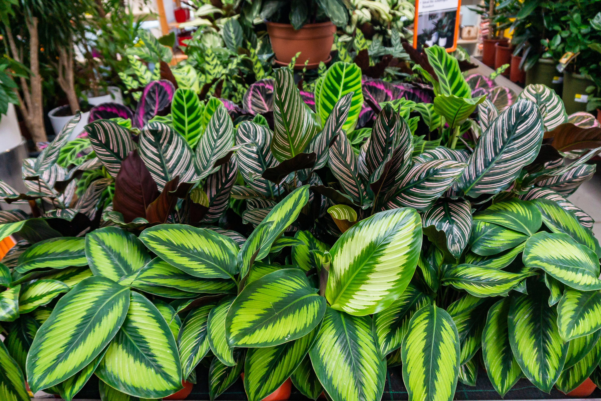 Calathea