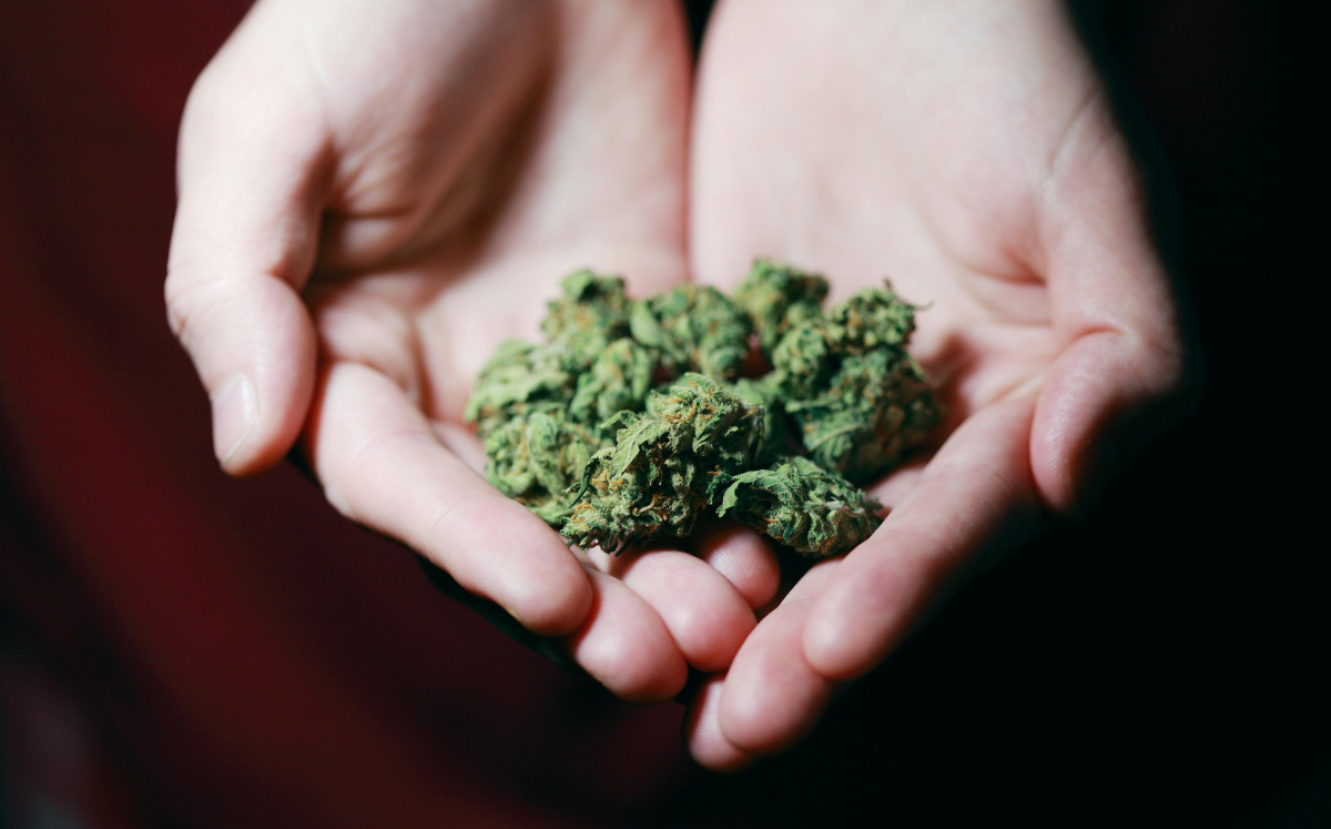 Cannabis anbauen: Anleitung zum Ernten und Trocknen