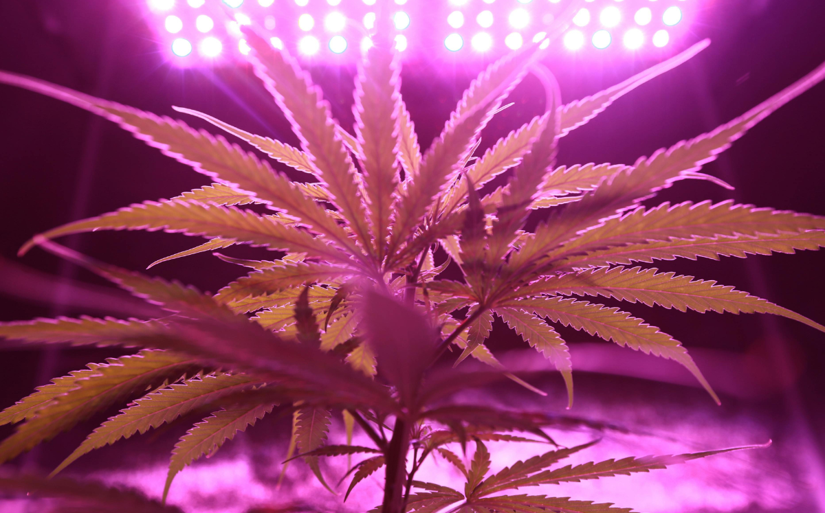 Legalisierung von Cannabis: Ist der Anbau jetzt legal?
