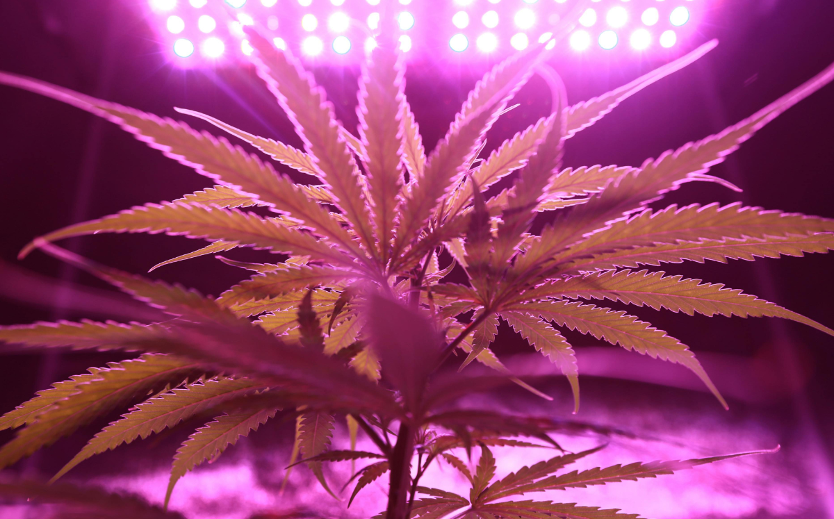 Cannabis lighting