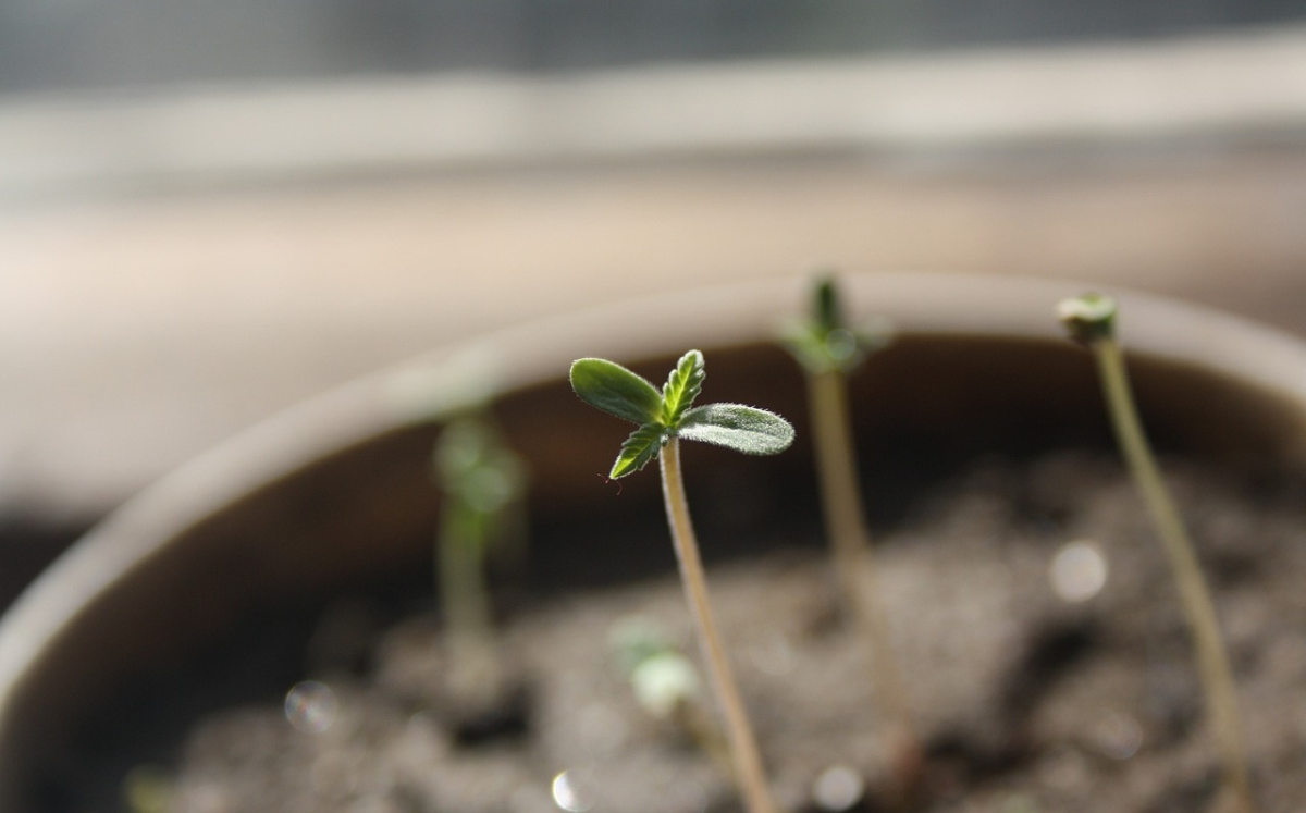 Anleitung zum Cannabis Anbau: Keimung