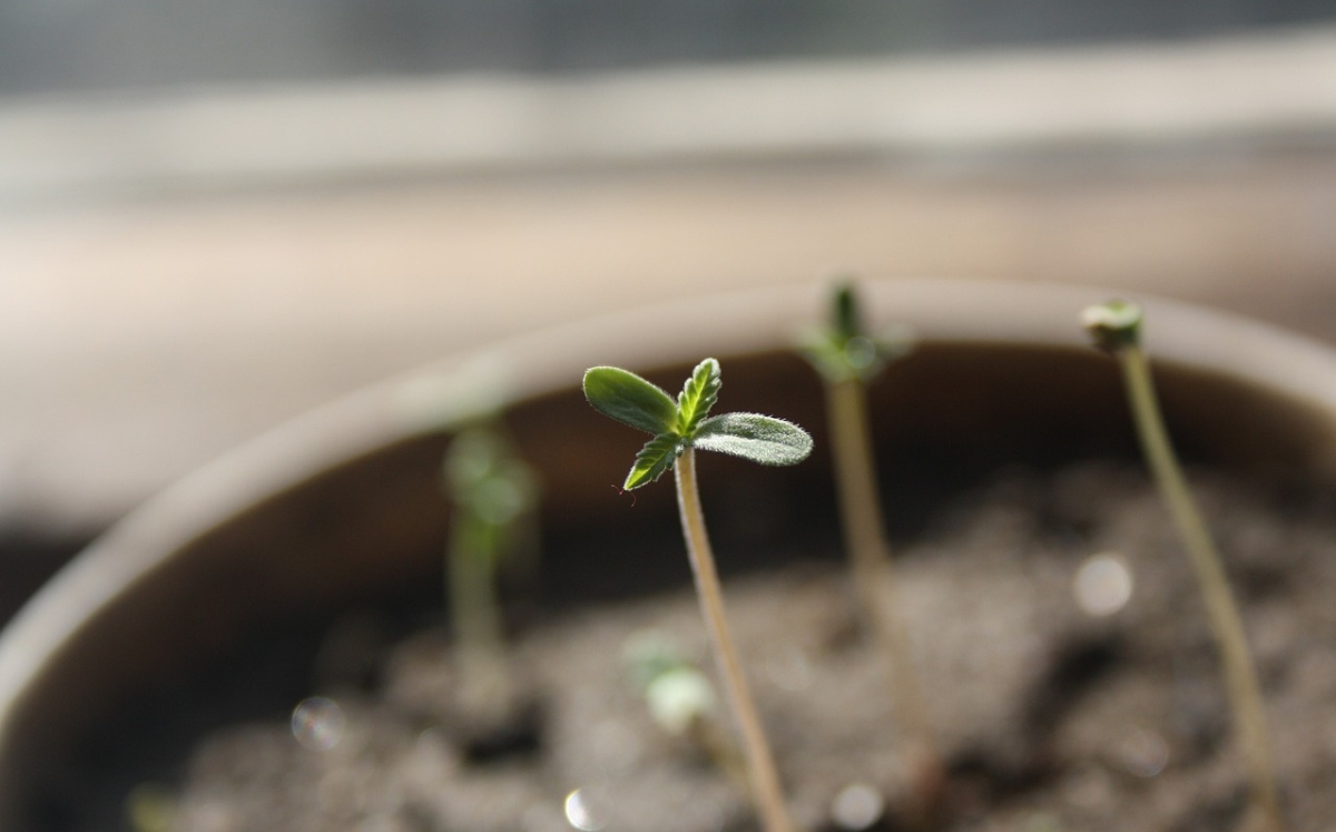 Cannabis Growing Guide: Germination