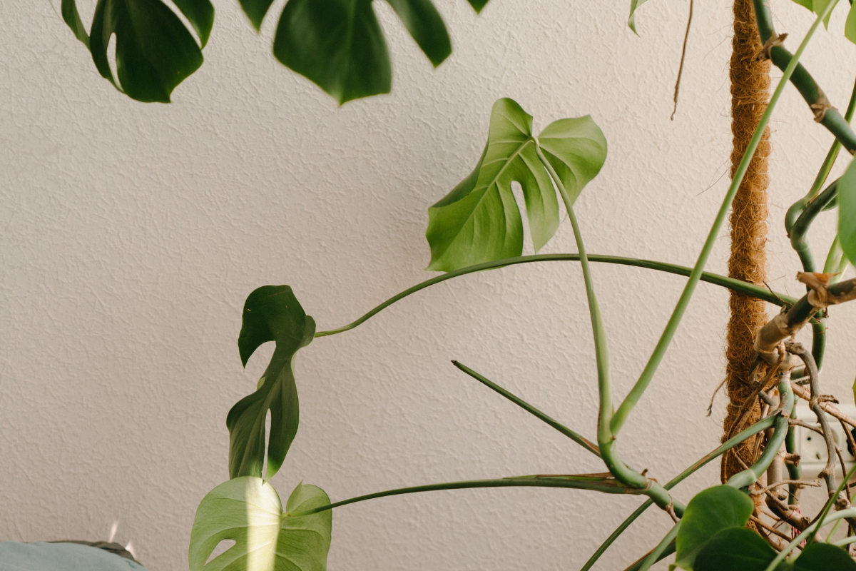 Rankhilfe für Monstera