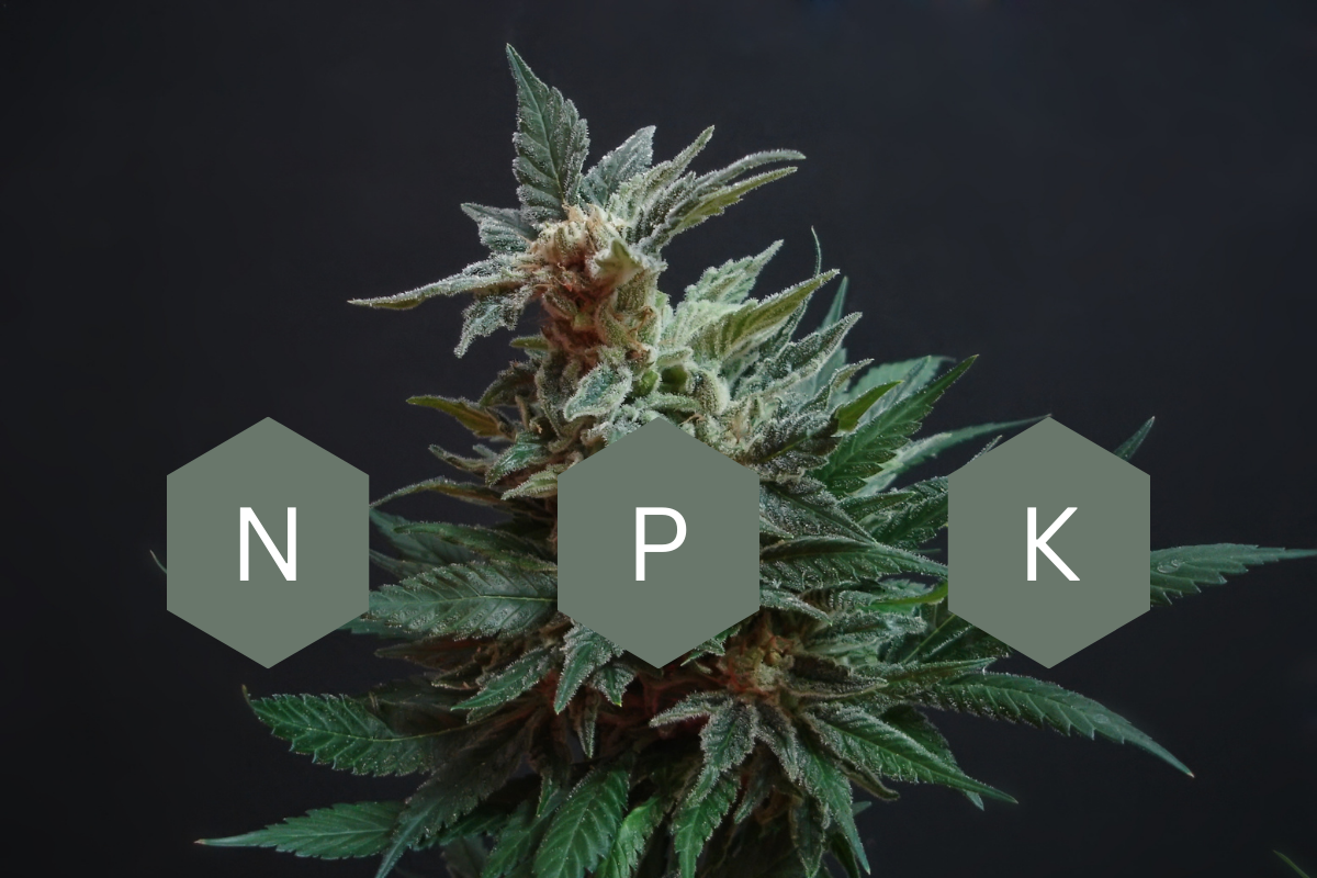 NPK Cannabis